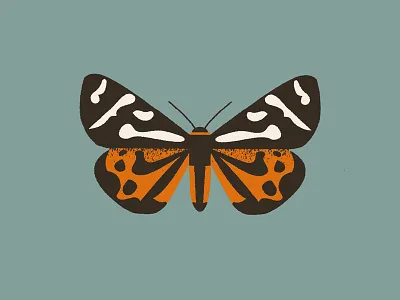 Moth (parasemia plantaginis) butterfly design hawkmoth illustration moth