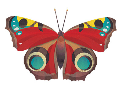 Peacock Butterfly bugs butterfly collage illustration insects