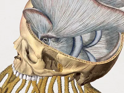 116 Hypha anatomy botanical collage fungi strng vintage