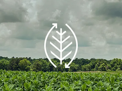 organic agriculture icon agriculture comite farm farming grow icon leaf linework recycle tobacco