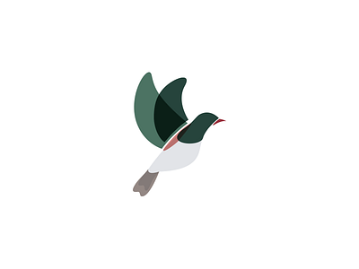 Kereru bird kereru wood pigeon