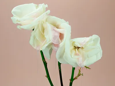 Spring Cleaning (WIP) goo photography roses slime spring tactile design