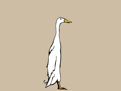 Running Duck birds duck fancy fowl farm illustration mixed media pen and ink pets running duck
