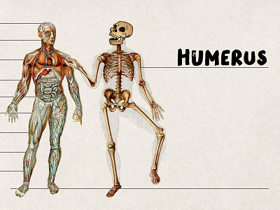 Humerus