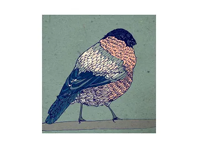 Bullfinch birds bullfinch illustration mixed media pen and ink