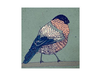 Bullfinch birds bullfinch illustration mixed media pen and ink