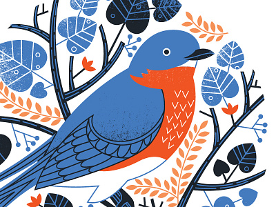 Bluebird bird illustration