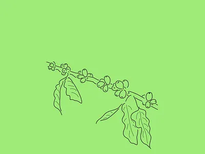 The 100 Day Project (2016 Edition) coffee coffee plant costa rica line drawing linear the100dayproject