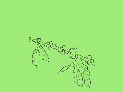 The 100 Day Project (2016 Edition) coffee coffee plant costa rica line drawing linear the100dayproject