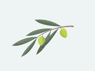 olive branch illustration illustration mediterranean olive branch olives plant tree