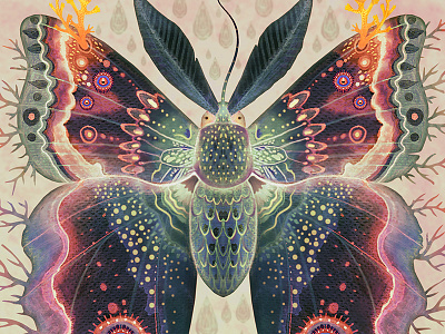 Saturnia divum orbis colors illustration moth nature