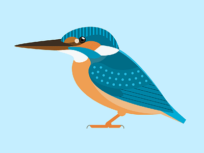King Fisher bird birds