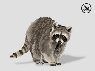 Raccoon powerpoint raccoon redraw vector