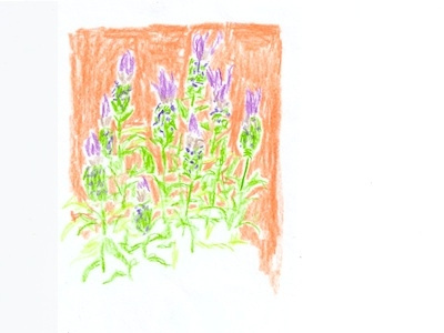 Lavendar colored illustration pencil