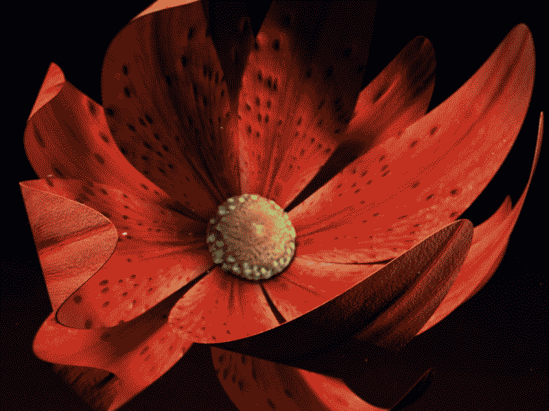 Macro Flower animation blossom cgi flower grow macro nature timelapse visual refinery