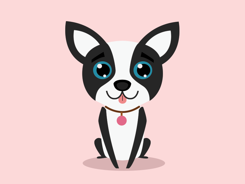 Patch - the dog pet