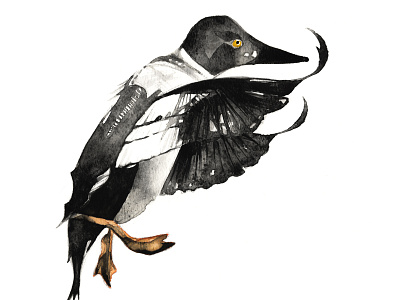 Goldeneye Duck art artist bird duck expression fly goldeneye handmade illustration watercolour wings