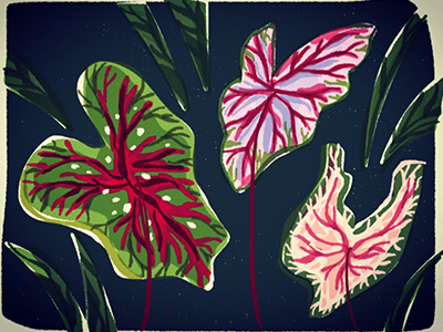 Nighttime Caladium digital painting illustration iphone art sketch