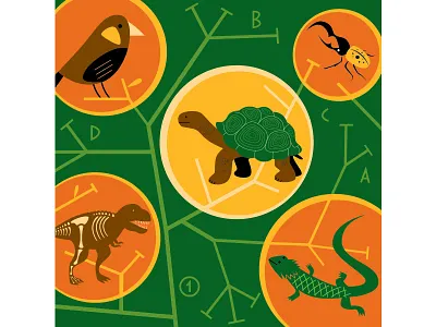 CalAcademy Natural History animals calacademy california academy of sciences environment illustration illustrator natural history nature vector