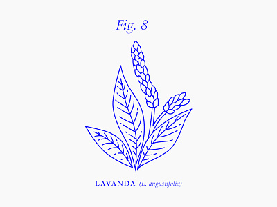 Botanic botanic figure flower illustration lavanda lavandula leaves nature plant