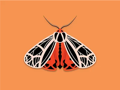 Harnessed tiger moth bug doodle illustration illustrator moth nature shadow wings