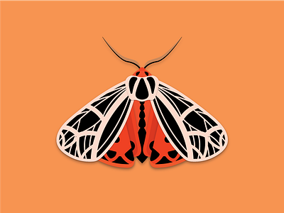 Harnessed tiger moth bug doodle illustration illustrator moth nature shadow wings