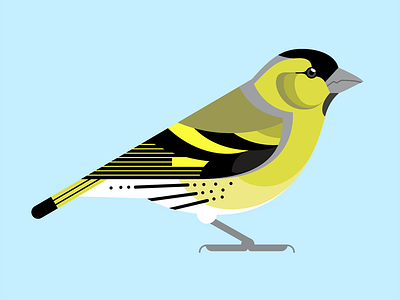 Siskin bird birds siskin