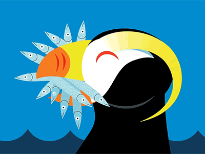 Tufted Puffin animation after effects animal animation bird cartoon flat gif illustration minimal motion graphics vector