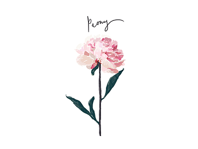Peony botanical brush floral flower hand drawn hand written illustration peony script tone