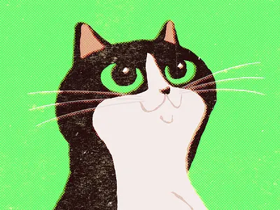 House Cat cat chat gato