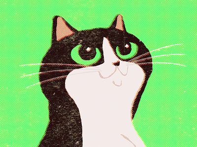 House Cat cat chat gato