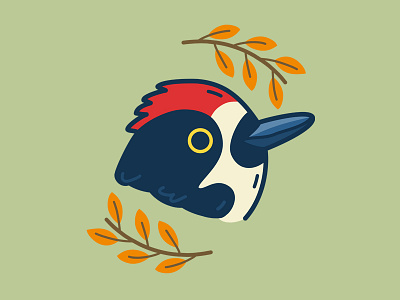 Acorn Woodpecker acorn acorn woodpecker animal bird birds illustration nature woodpecker