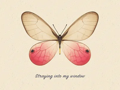 Cithaerias aurorina butterfly cithaeriasaurorina illustrator
