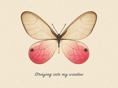 Cithaerias aurorina butterfly cithaeriasaurorina illustrator