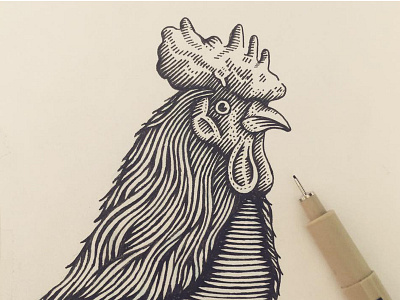 Rooster Etching chicken etching farm hand drawn head illustration ink lines pen rooster