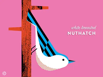 Nerdy birdies no. 3: White Breasted Nuthatch birds geometric illustration the nerdy birdies