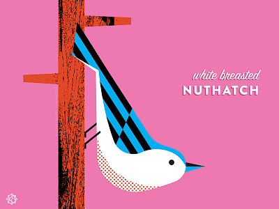 Nerdy birdies no. 3: White Breasted Nuthatch birds geometric illustration the nerdy birdies