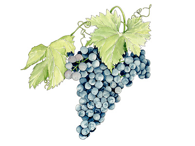 Grapes atx botanical food fruit grapes leaves plants produce scientific watercolor wine winery