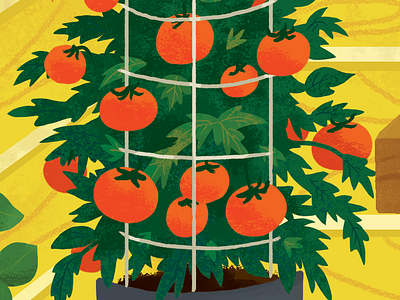 Tomato Plant food garden gardening illustration plant tomato vegetable