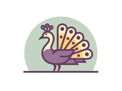 Peacock animal peacock