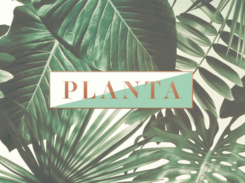 planta copper green leaf lockup logo plant based planta plants restaurant roots vegan vegetarian