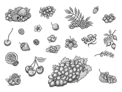 Berries berries berry cherry food grapes illustration raspberry set sketch strawberry tasty yummy