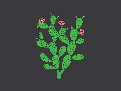 Cactus cactus drawing green nature plant prickly pear