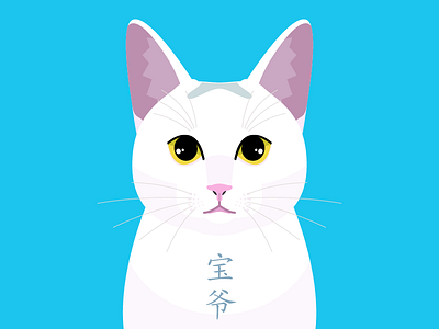 Cat of friend"宝爷" animal cat face