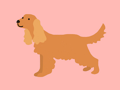 Cocker Spaniel Illustration cocker dog illustration spaniel