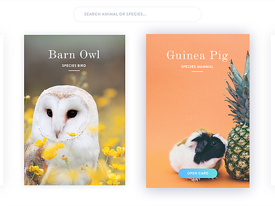 Cards Animals animal bird card clean color colorful concept design simple ui ux