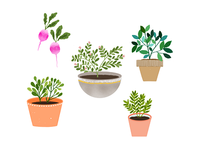 Plants drawing garden green illustration ipad art nature plants pots radish simple