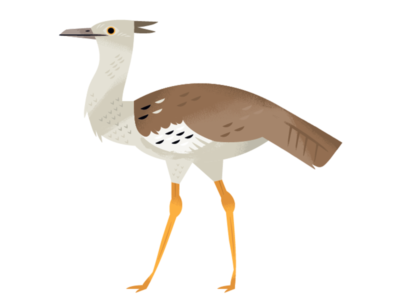 Kori Bustard