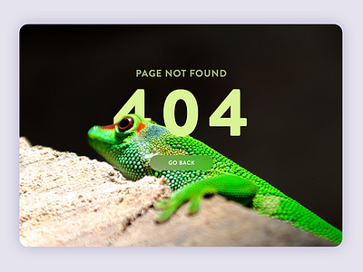 404 error 404 animal error lizard nature page photography ui ux web design