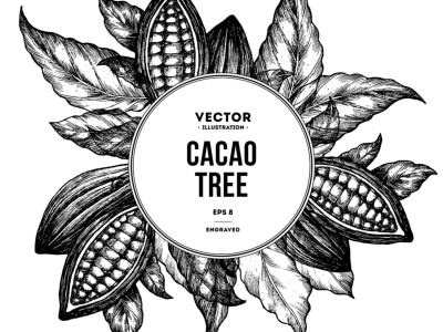 Cacao Tree botanical cacao cocoa engraved ink sketchy stock vector xara